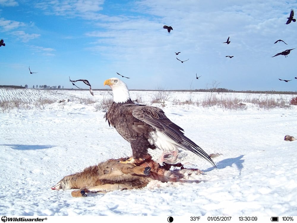 Fotofalle - Kamera Wildguarder