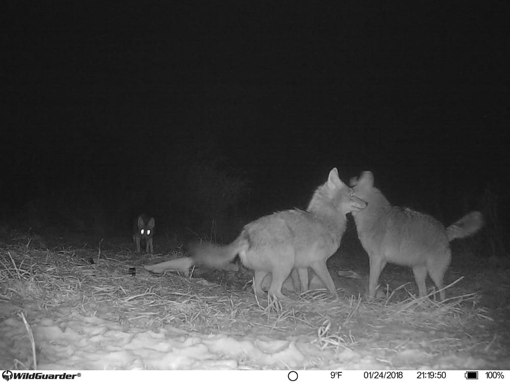 Fotofalle des Tierwächters