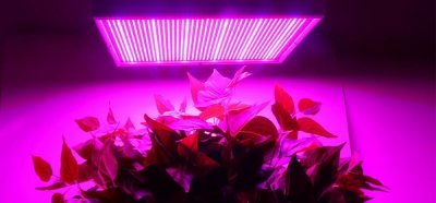 LED-Growlampe